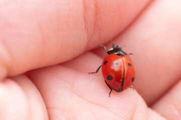 Small red ladybug with black dots ready to start flying on opened palm. Concept of making wish, opportunities and harmony