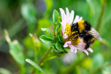 Black and yellow stripes bumblebee on little pink flower on green blurred background. Macro photo