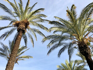 Travel, vacation, nature and summer holidays concept - palm trees on a sky background