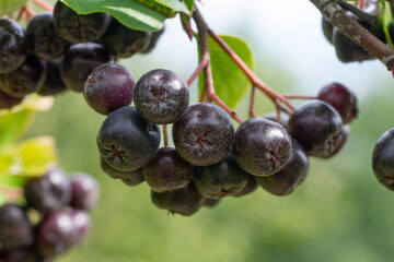 Aronia berry bush with group of black berries on bunch, close up view. Seasonal chokeberries on green foliage background