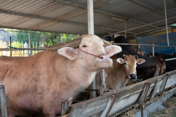 Buffalo feeding on farm on abstract background
