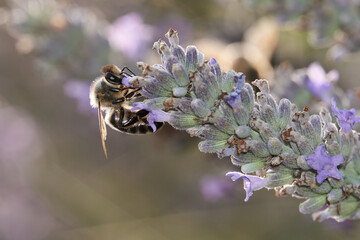 Honigbiene an Lavendelblüte