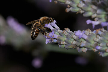 Honigbiene an Lavendelblüte