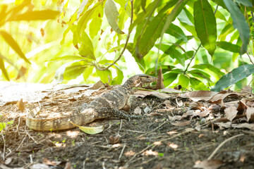 Bengal monitor is small on natural background.