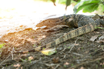Bengal monitor is small on natural background.