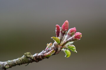 apple blossom