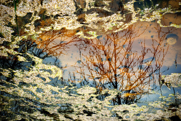 A tree reflected on water surface. A puddle with reflections on water surface.