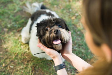 Cute shih tzu dog feeling happy and playing in the park