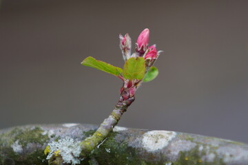 apple blossom