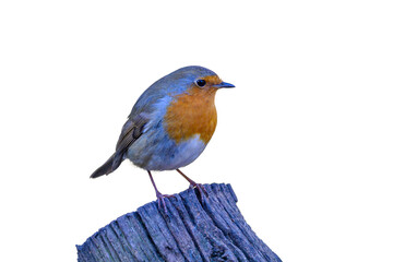Eurasian robin Red Breast  erithacus rubecula perched on a tree stump cut out on a white background