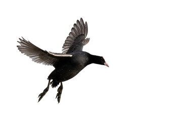 isolated eurasian coot in flight cut out on a white background