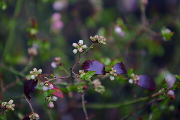 black currents