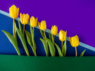 Close-up seven 7 yellow spring tulips,fresh leaves,laid out in ascending order.Geometric diagonal...