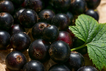 Lots of seasonal berries close up, black currants  on paper with green leaf