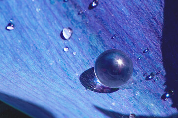 Natural backdrop with violet toned moist plant surface and large water drop on it. Lens flare on spheric rain drop, macro