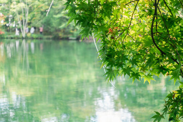 雲場池　緑のもみじ