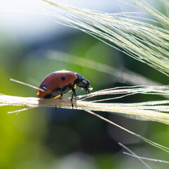 Botanical backdrop.Square format macro photo with sunlit backlight red dotted lady bug on long grass