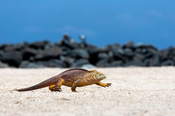 yellow galapagos land iguana on Saymour island.