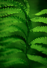 Natural leaves of fern pattern background for design .