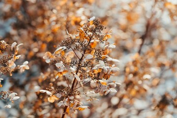 Dry golden hydrangea flowers in sunlight, evening light