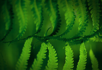 Natural green leaves of fern pattern background