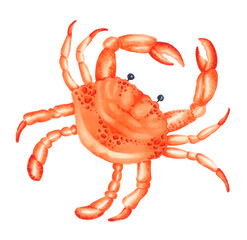 Orange crab isolated on white background. Hand drawn illustration.