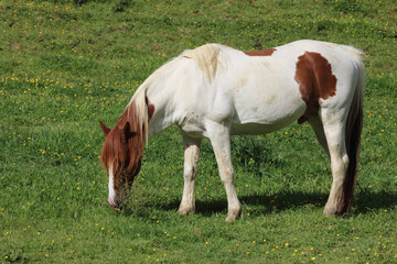 Naklejka na ściany i meble Pferd / Horse / Equus caballus