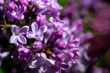 Purple colored wet beautiful lilac flowers in bloom.First garden flowers