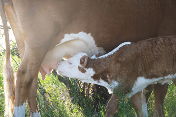 Hereford cow with calf nursing from udder close up on beef farm.