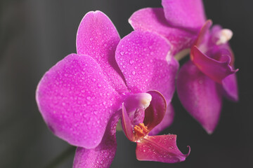 Fototapeta na wymiar Toned blooming background made of close up view of magenta colored orchid phalaenopsis.Close up view of beautiful orchid flowers in bright magenta color. Blooming Phalaenopsis with water drops 