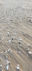 Fototapeta na wymiar Snail, Shells in the sand of the Baltic Sea