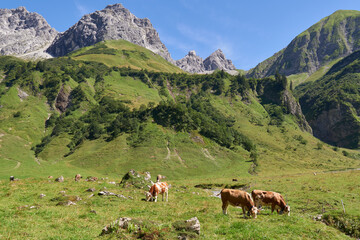 Fototapeta na wymiar Kühe auf einer Bergweide in den Allgäuer Alpen