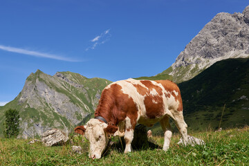 Fototapeta na wymiar Kuh auf einer Bergweide in den Allgäuer Alpen