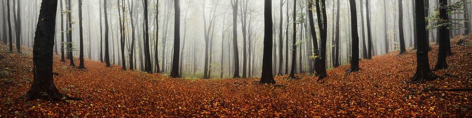 high resolution forest panorama landscape