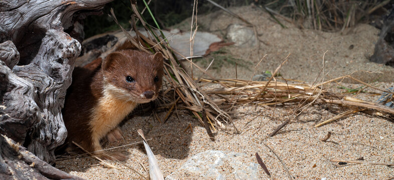 Least weasel // Mauswiesel (Mustela nivalis) 