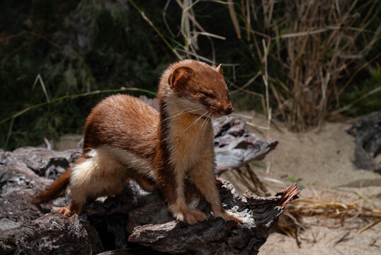 Mauswiesel // Least weasel (Mustela nivalis) 