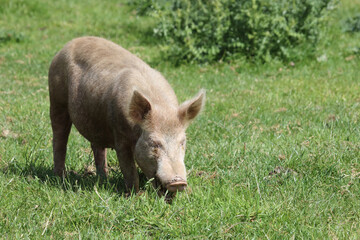 Hausschwein / Domestic pig / Sus scrofa domesticus