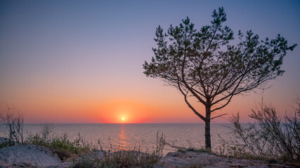 Fototapeta na wymiar Amazing lone tree growing out of the sandy beach during sunset. Colorful landscape at sea with young pine.