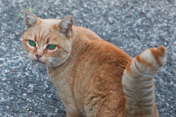 gatto rosso gattino