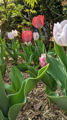 Tulip stalks take sinuous shapes in the Logan Dupont neighborhood of Washington, DC.