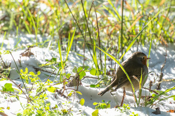 rouge-gorge  dans la neige