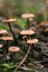mushroom in the forest