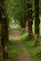 Wanderweg gesäumt mit Bergahorn