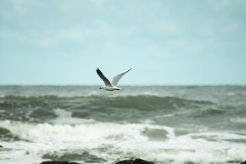 seagull in flight over the sea