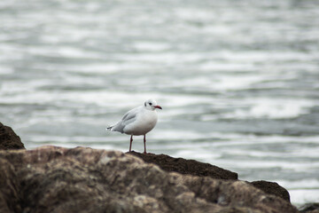 small seagull on the rocks