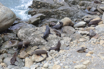 Neuseeländischer Seebär / New Zealand fur seal / Arctocephalus forsteri.