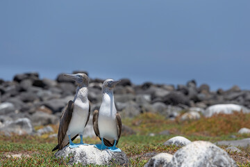 Naklejka premium Blue-footed booby on north Seymour island of Galapagos