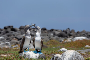 Blue-footed booby on north Seymour island of Galapagos