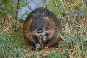 Nutria frisst auf der Wiese