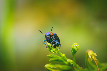 The beautiful blue milkweed beetle it has blue wings and a red head perched on a leaves after rain in the tropical forest. Close up and Macro photography.